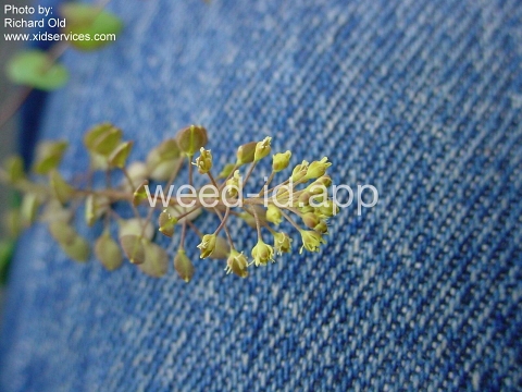 pepperweed, clasping